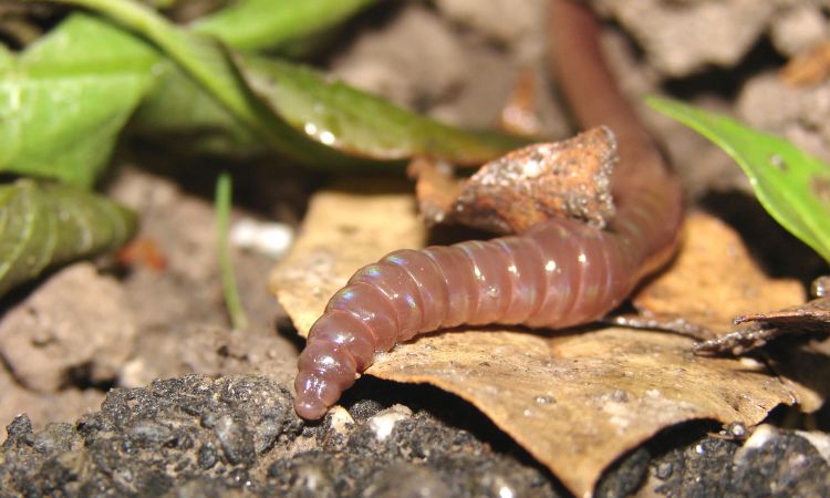 The benefits of earthworms in early education spaces - CELA
