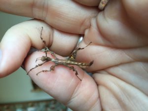 Juvenile stick insects, or nymphs. Image credit: Gaby Flavin