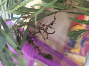 A plastic aquarium and fresh gum leaves are all you need to begin keeping stick insects. Image credit: Gaby Flavin