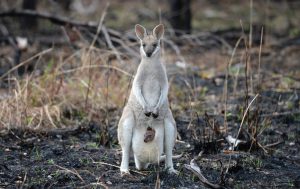 A Whiptail Wallaby, macropus parryi, kangaroo with a baby joey in her pouch standing in recently burned out Australian bushland.