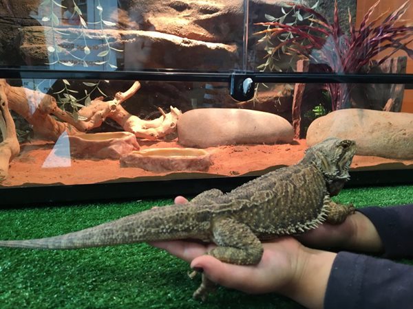 Vic Ave Lizard
