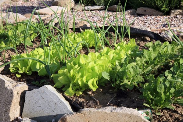Beauty in the vege patch