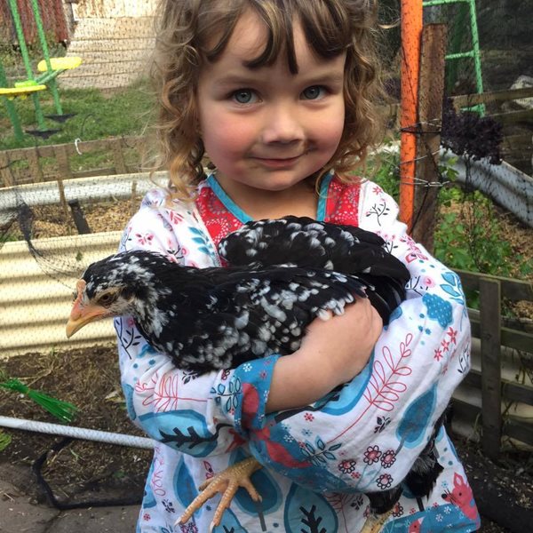 chook